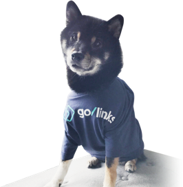 Zorro the dog wearing a GoLinks t-shirt